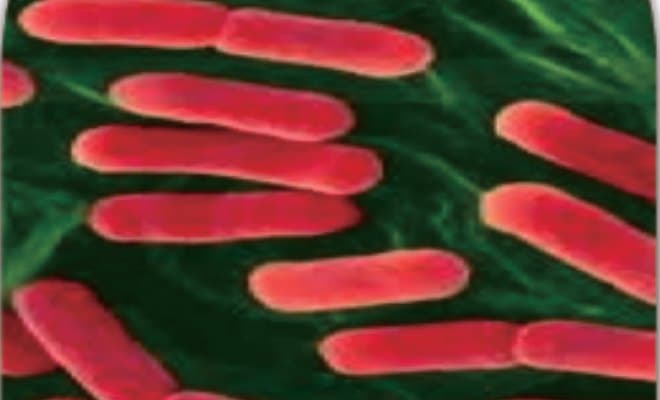 Lactobacillus crispatus LG55 под электронным микроскопом